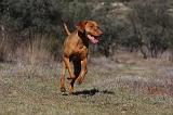 VIZSLA poil court 089